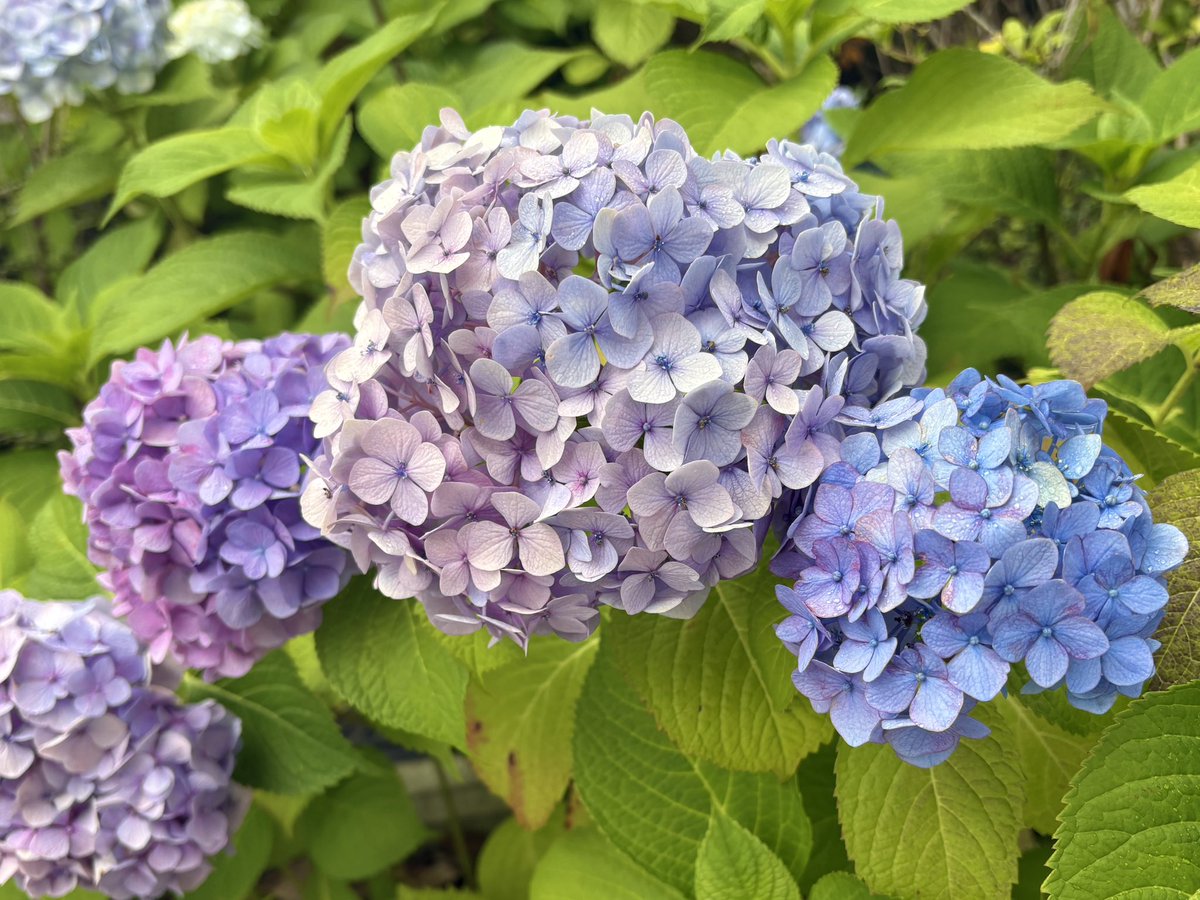 unknown__z's tweet photo. 最近のたくさんの青 全て綺麗だった 先のことを考えるとつらくなるばかりだから、1日1日目先のことだけでいい ただ生き延びるだけで、先に少しでも何か楽しみがあればそれだけで https://t.co/xusCyJrHtn