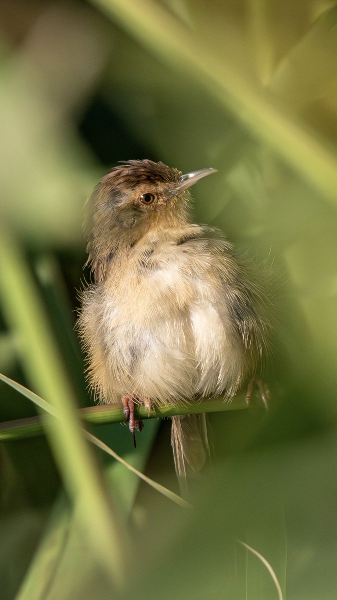 TinSign_Chia's tweet photo. A record of a Prinia inornata.
#BIRDSTORY #myphotography #photographs #nikon #birds https://t.co/5JQ5kctIy7