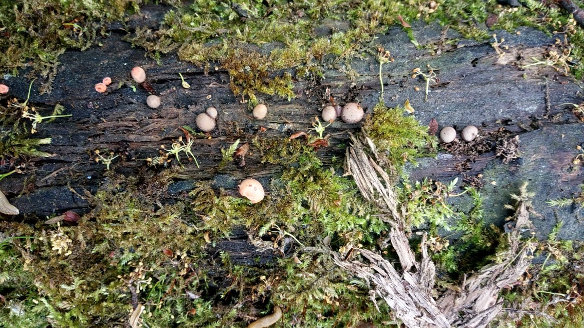 LX8111's tweet photo. #SlimeMoldSunday. Wolfsmilk slime mold ready to release its ripe spores. #BlutmilchPilz #Wolfsmilch #LycogalaEpidendrum #WolfsMilk #Schleimpilz #SlimeMold https://t.co/tXQkvaPZNY
