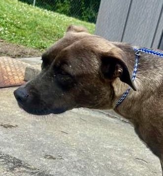 Jazzstew34's tweet photo. 💕 Sweet Julie is still waiting… and she really needs your help 💕 Julie has low pledges right now and desperately needs pledges + shares to attract a rescue that can pull her to safety. 🙏

This gentle, loving girl hasn’t been adopted yet and has been overlooked for too long at the Rocky Mount NC shelter. 🐶 She would thrive in a quiet, loving home where she can finally be cherished. ❤️

Please consider pledging whatever you can — every dollar helps! And please 🔄 REPOST to spread the word for this sweet girl. 🐾

Julie has waited long enough. Let’s get her the help she deserves ❤️

👉 Full profile: https://t.co/88bJIGuIVE

Pledge & 🔄 share for Julie! 💰❤️

Rocky Mount Animal Shelter • North Carolina

#SaveJulie #PledgeForJulie #RockyMountNC #RescueNeeded