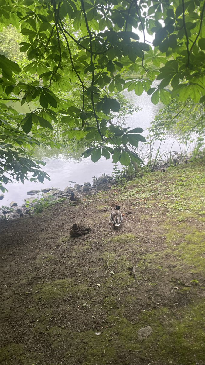ptrckfbn's tweet photo. kann man die enten im park einfach mit nach hause nehmen oder gehören die deutschland ? https://t.co/9qPaVKzYwB