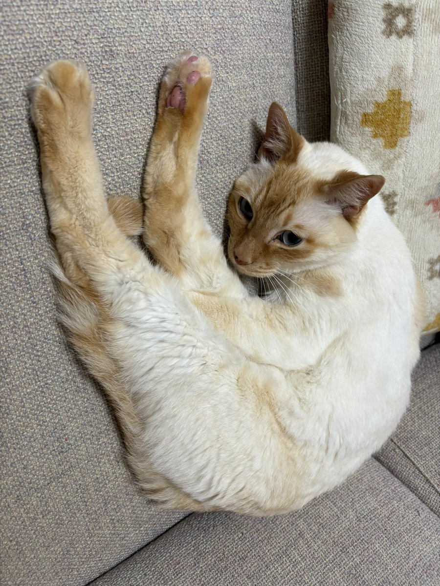 kumuran's tweet photo. 可愛いすぎる兄弟🐈‍⬛🐈����

#たぬシャム #笹かま猫
#保護猫 #猫がいる幸せ #猫
#猫写真 https://t.co/hftHamohd5