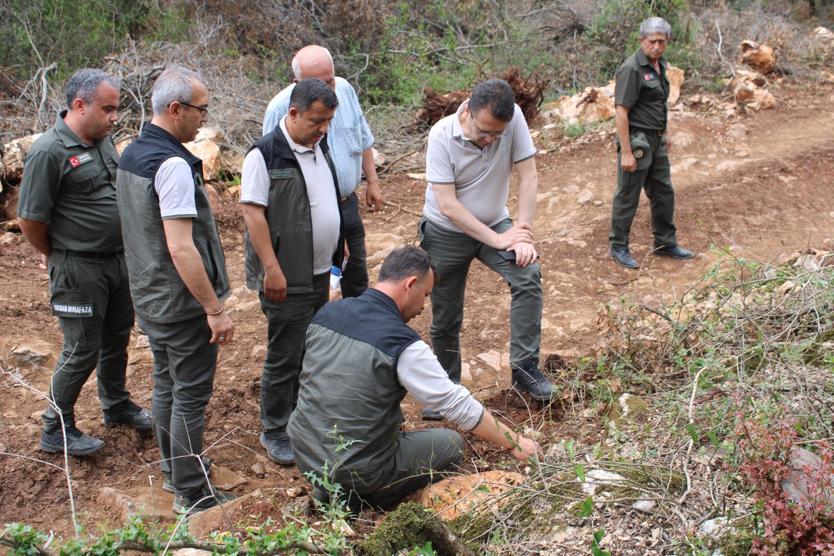 kmarasobm's tweet photo. Andırın’da ormanlarımız geleceğe hazırlanıyor! 🌲
​Andırın ve Yeşilova şefliklerimizde bakım ve gençleştirme çalışmalarımız sürüyor. Sahada incelemelerde bulunan Bölge Müdürümüz Fazıl CABAROĞLU, orman varlığımızı korumak için özveriyle görev yapan tüm ekibimize teşekkür etti. 🌲 https://t.co/Ufduanv83p