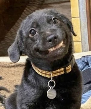 barbie_context's tweet photo. Un perro de Luisiana pasó varios meses en un refugio sin encontrar hogar, hasta que empezó a "sonreír" por su cuenta para llamar más la atención de los posibles adoptantes.

Su peculiar estrategia terminó funcionando y, finalmente, fue acogido por una familia que le dio un hogar definitivo.