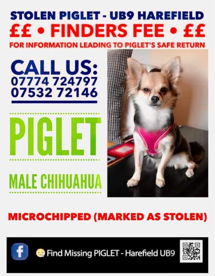MissingPetsGB's tweet photo. PIGLET

Day 794💔

25 months ago
113 weeks ago
794 days ago
19,056 hours ago

Exactly this time on a Thursday afternoon, my innocent little boy had his whole world taken away from him.

How many more days? Weeks? Can he be hidden? When will my life be normal again? #stolendoghour https://t.co/njNSEC0Vex