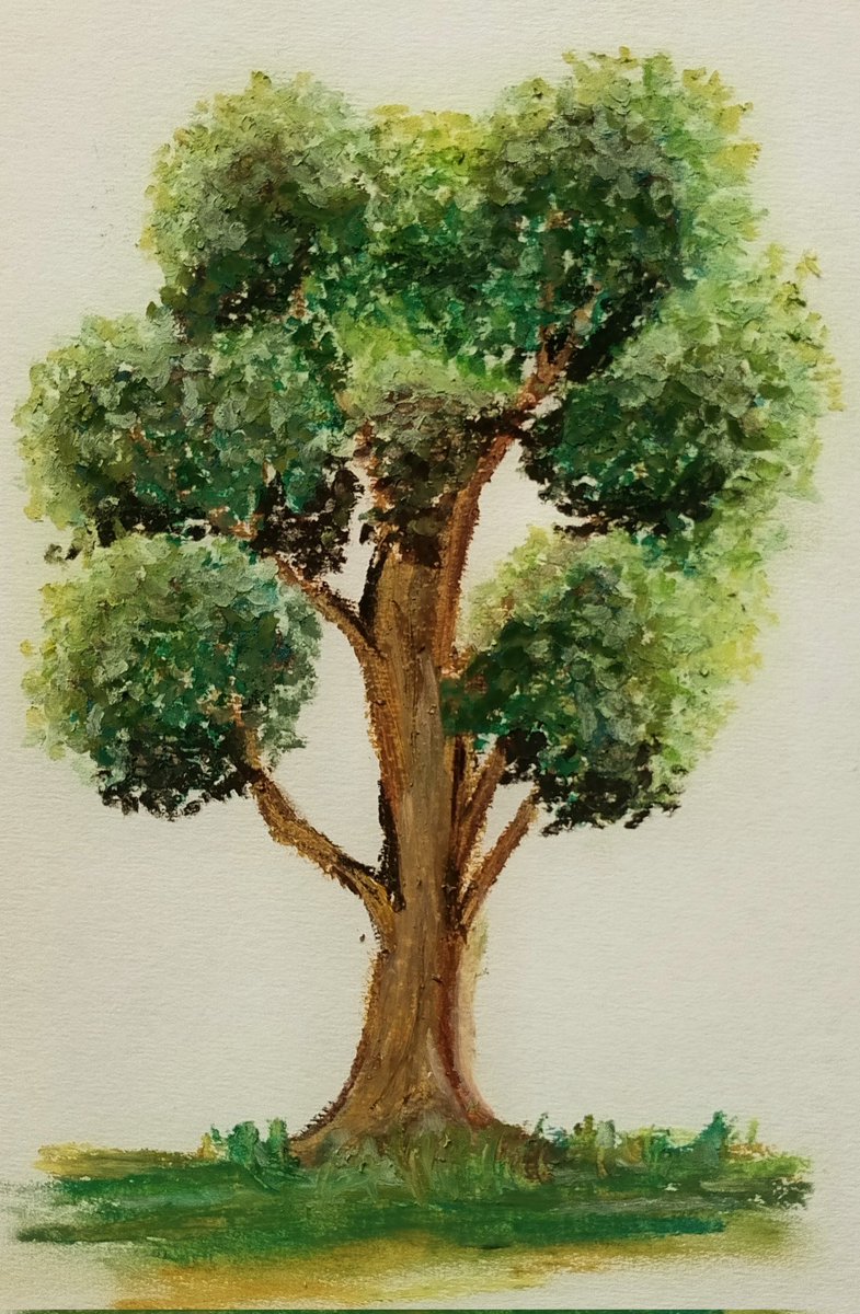olmioh's tweet photo. Un hermoso árbol 🌳🤩 Buenas Tardes Amigos
Красивое дерево 🌳
#arboles #деревья https://t.co/RzRNDQbo5k