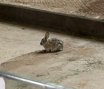 Joonago_'s tweet photo. This can actually run + its hilarious,

https://t.co/biNOCKju7E

This Bunny is going VIRAL ASF because he found his way into an Elephant enclosure and scared away the elephants,

Now everyone is calling him the "Emperor" and making memes about him,

SUCH a good "POV" or "how it feels when" meme already,

AND its PVE narra, small guy vs the whales!