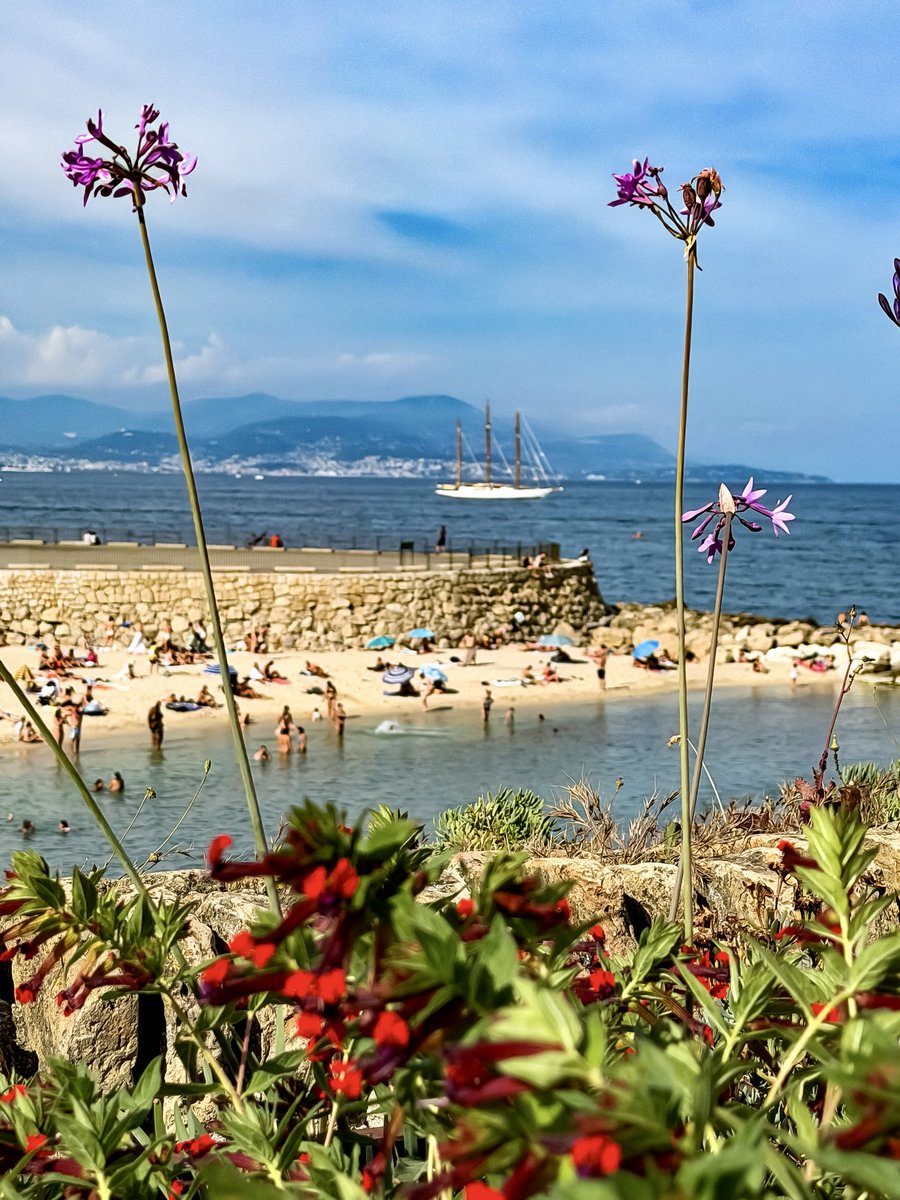 BrigitteB55's tweet photo. Belle soirée à toutes et à tous 🫶🏻💫
#Antibes 🌸⛵️🌺 https://t.co/ZHCC8XuHt6