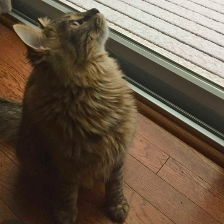 mighty__idol's tweet photo. @MissGinaDarling I lost my Clara a month ago and cried again today over it. https://t.co/dWyHQcRVkb