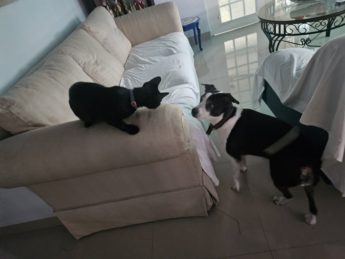 Pachifula's tweet photo. Desde hace un par de meses he pedido a Dios, que Lolita y Taco, se lleven bien.
Tengo que dar gracias que ya hemos avanzado pero aún falta un poco.
Pequeños milagritos. https://t.co/XL58f6SiWw