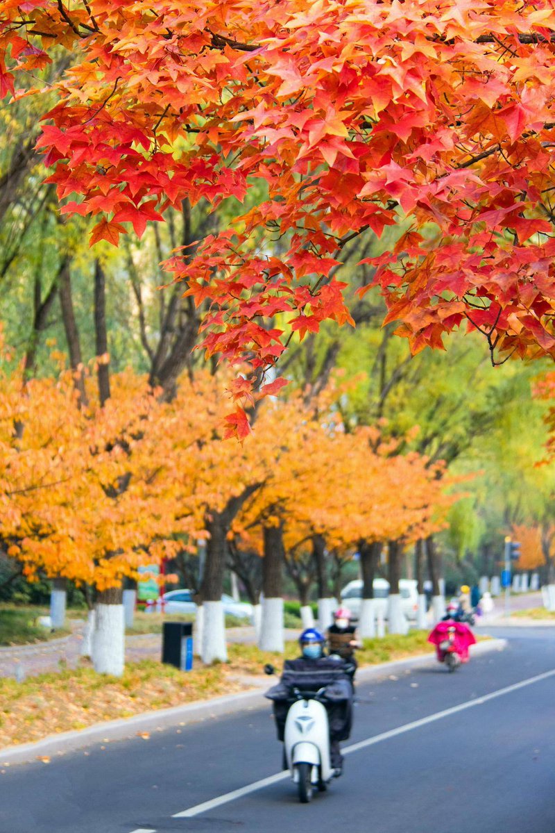 MilSquer's tweet photo. A crisp autumn breeze, golden maple leaves, and that cozy sweater weather we’ve been waiting for . https://t.co/zUIMrlmmF5