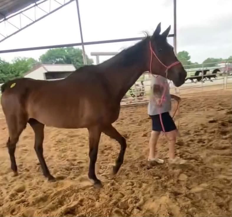 RACEFund's tweet photo. 🆘🆘🆘🆘🆘👉Urgent! Unidentified tattooed bay TB mare at the OK lot that we are calling Miley for now . She has had no help so far so we are going to get her out if we can raise the funds needed. We need to raise $3075 to secure her and transport. She will be going to Smokes Sanctuary in VA. We hope to eventually identify her. Please share and consider a donation to help us help Miley. Our Paypal Donation link is https://t.co/Yi2dJr6AJo

Thank you.