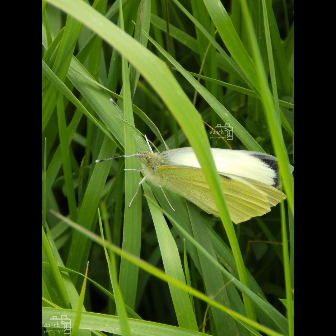 danrbphot0graph's tweet photo. Small White Butterfly!
#photography #smallwhite #smallwhitebutterfly #butterfly #flowers https://t.co/5nYQLa4qZR