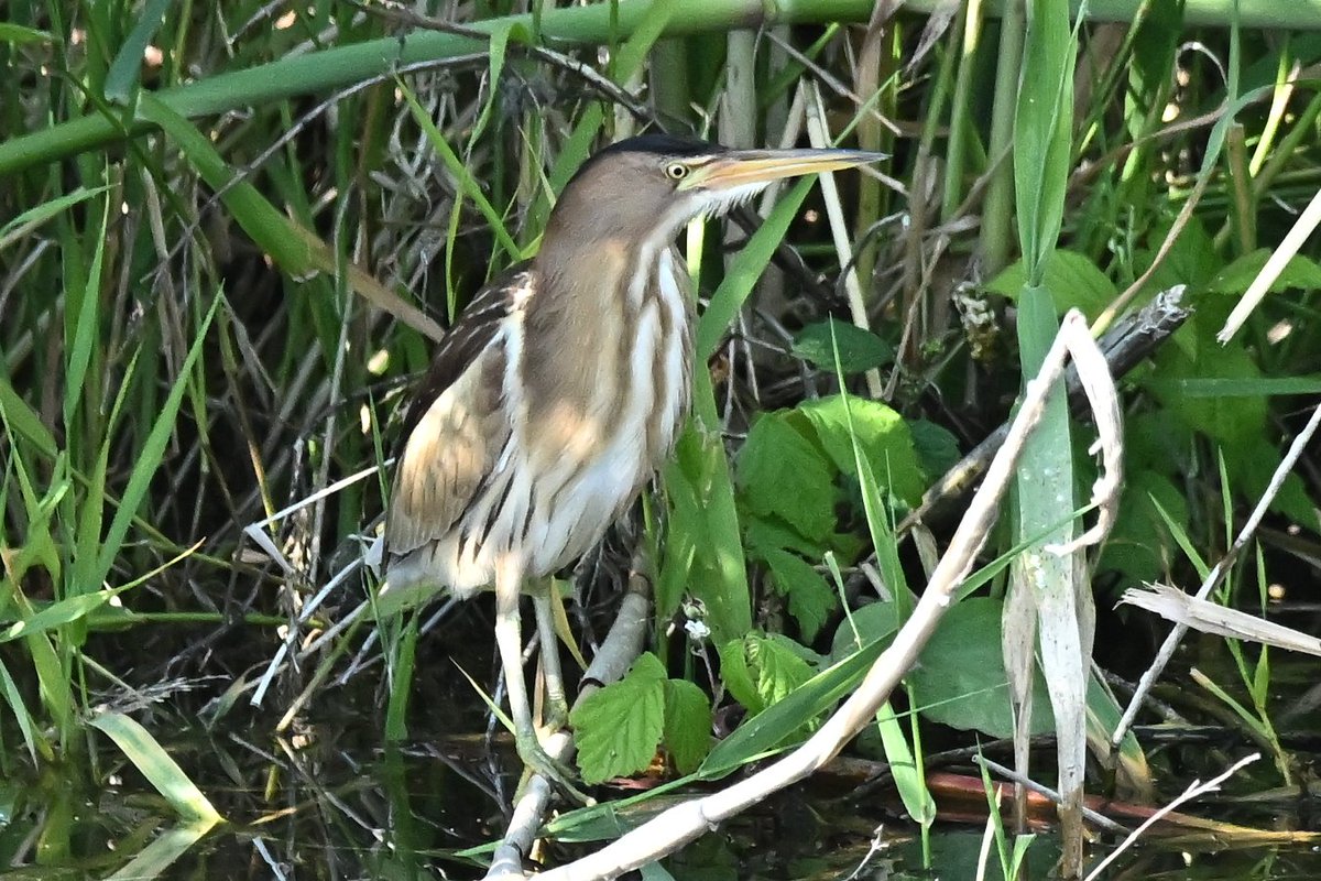 JonletR's tweet photo. 📷 Blongios nain - Botaurus minutus - Little Bittern. https://t.co/6RQO7SXqVK