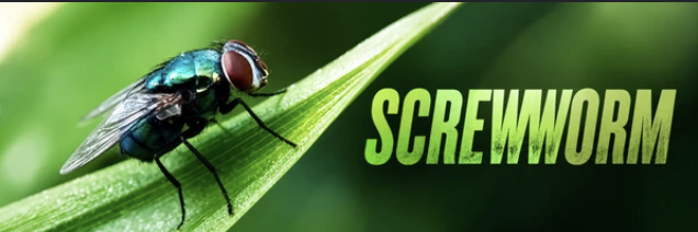 SW__SOLANA's tweet photo. Thank you Screwworm Community for 100 followers.

BIO is improved and CA is added.
 
Blue check is arriving very soon.

We will increase the post frequency with Blue Check 👍 https://t.co/nx0EewsgVF