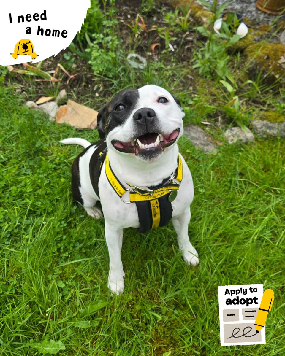 DT_Dundee_'s tweet photo. Echo is still waiting for her forever💛 

This loving 4-year-old Staffie lives for her people, loves the outdoors, and is never far from her tennis ball. She needs a calm home as the only pet with someone around most of the day. 

Apply today https://t.co/dqIJmGtagq  

@DogsTrust https://t.co/T08l8YOYQe