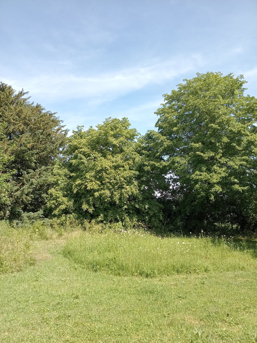 phil0073's tweet photo. The northern part of the church yard of #StMargaretOfAntiochKnotting , #Bedfordshire. #PhilOnaBike #treepeople https://t.co/OEhUuEfVxq