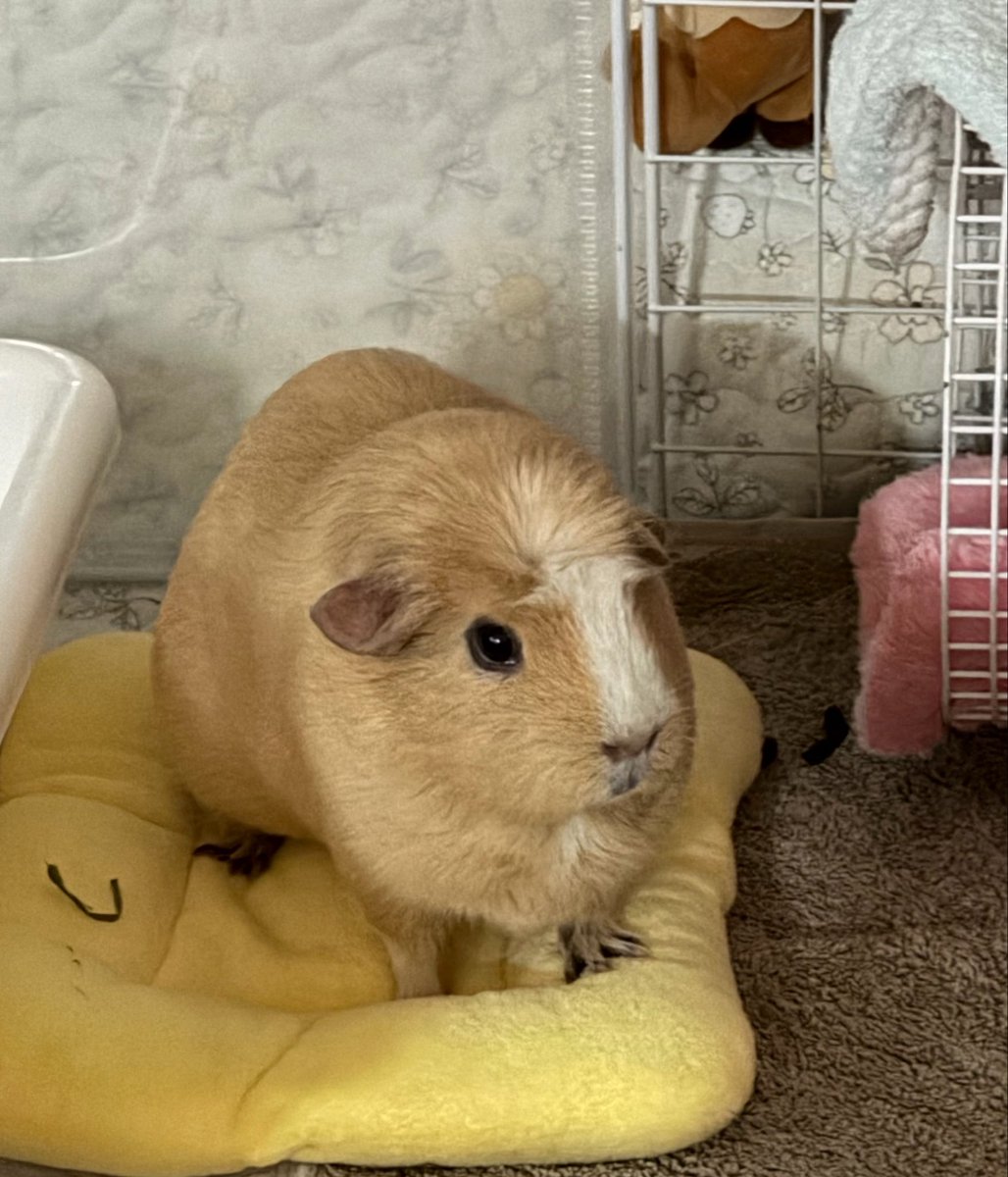 guineaorpig's tweet photo. 뀰이 사진이 없는 이유
손절당함 https://t.co/ctKhgaVnky