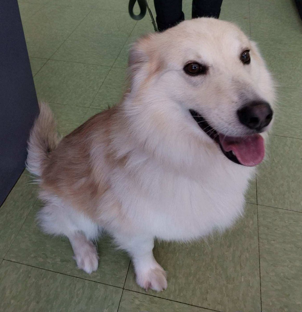 eskiedog1's tweet photo. LEO is available for adoption or foster‑to‑adopt!  He's 3–4 yrs old, 45 lbs, has a clean bill of health, vaccinated, HW‑negative, and ready for his next chapter. LEO is an owner surrender, young, playful, and a beautiful mix. 🐾

For info: 314‑647‑1112 or info@eskierescuestl.org https://t.co/PVYl6Lkhkq