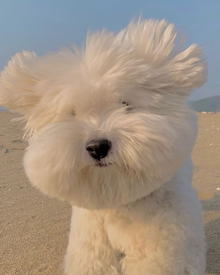 upilsangwon's tweet photo. junseo fluffy hair 🐩🐶 https://t.co/q53A1caQg8