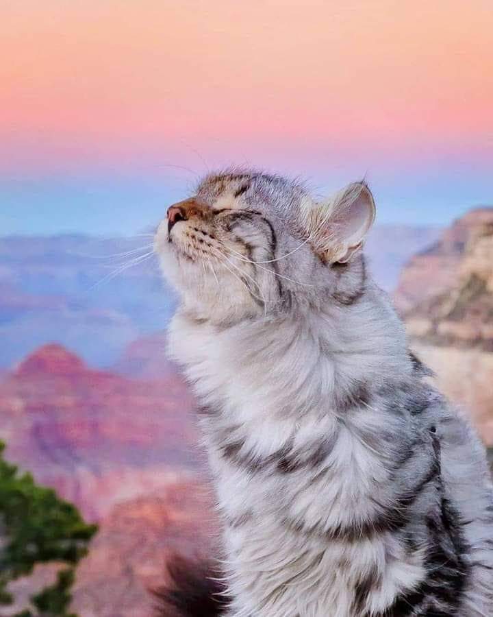 DivanaAyhea's tweet photo. @Zendra3408 6/7/26 Flying 👀 
[ #Curiosity goto #Cat (pun intended) 😆 
#Vestibular #System in cats vs #humans
#Basic #anatomy &amp; physiology are #nearly #identical. Humans &amp; cats have #same vestibular "hardware" for #sensing motion &amp; gravity
https://t.co/CmXy2X4IRA ] #flying #motion #gravity https://t.co/CR0KV2H7bo