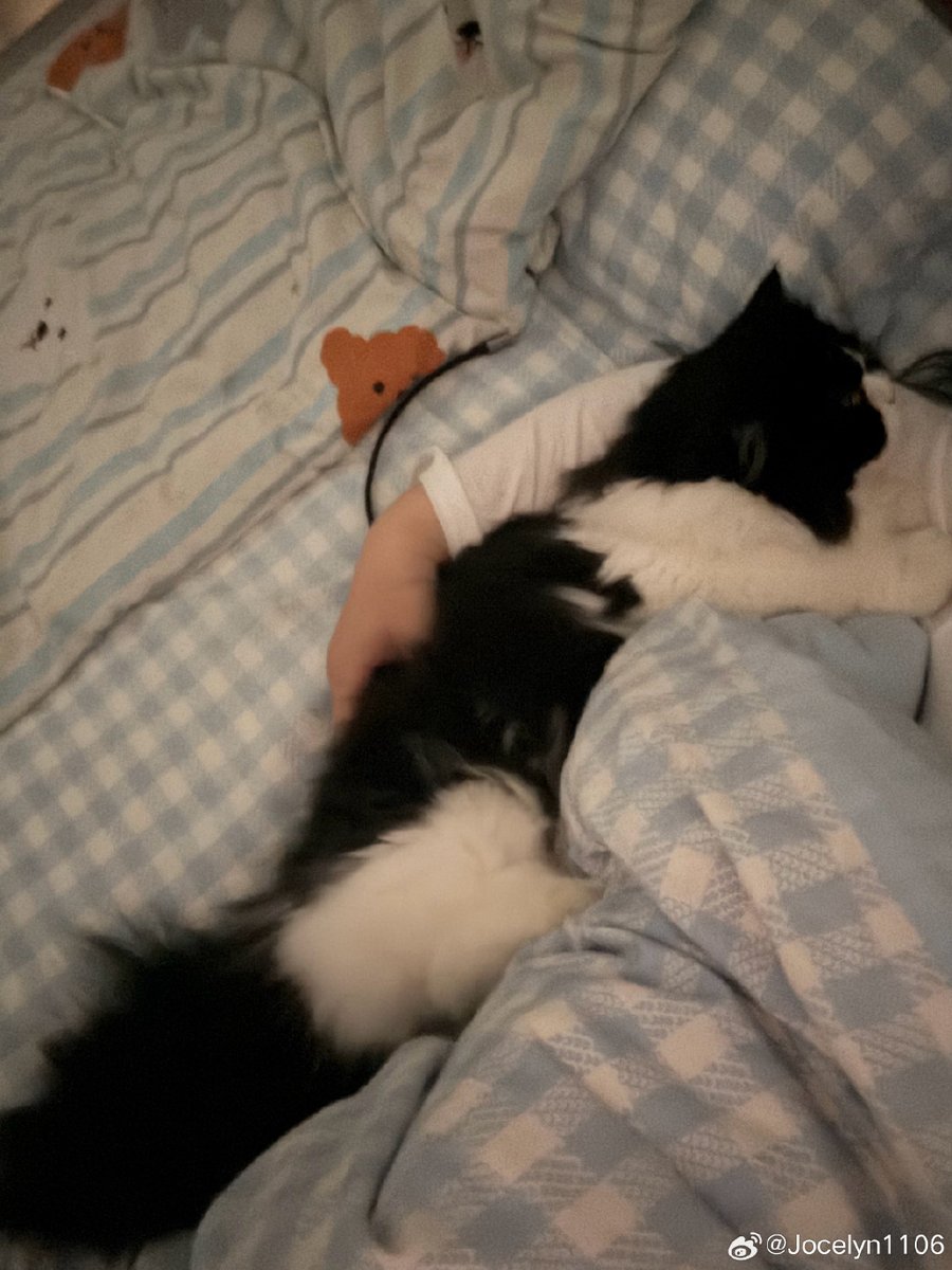 SakshiG72216871's tweet photo. My tiny furball just took their first wobbly steps today  Every small win feels like the best adventure—love watching them grow! https://t.co/RIahvBTV2Y