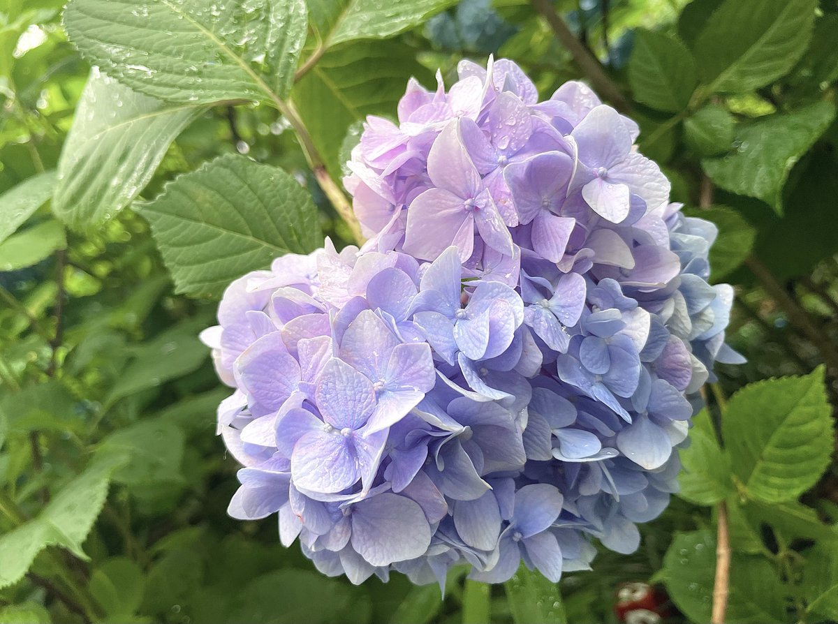 ribo_1739's tweet photo. ハート型の紫陽花💠️️🩵
探すのたのしかった🫶🏻︎ https://t.co/aUoaihSfma