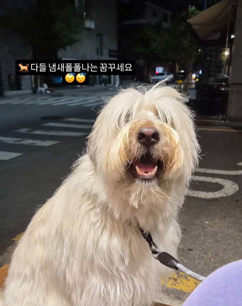 fromBbb_'s tweet photo. 꼬순내도 아니고 냄새폴폴이라니 ~ ㅜ ㅜ 너무 귀여우시다 https://t.co/zc9Hdp2hms