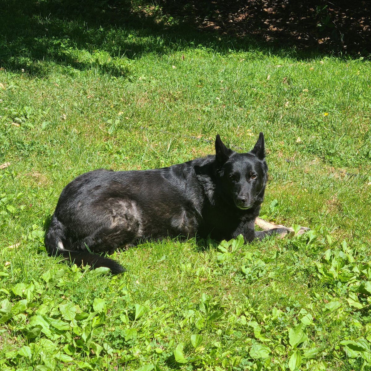 h_quant's tweet photo. Happy Birthday to my favorite big girl, Raven 💝 she's turning 10 today!  Here's hoping for many more 🥂❤️ https://t.co/MnASh3WaUo
