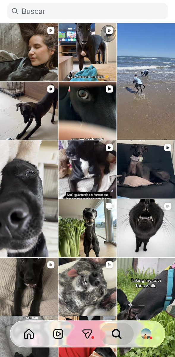 martideut's tweet photo. Para ustedes si una persona ve mi lupita de instagram se da cuenta que tengo un perro negro? https://t.co/sgnxcHI6aM