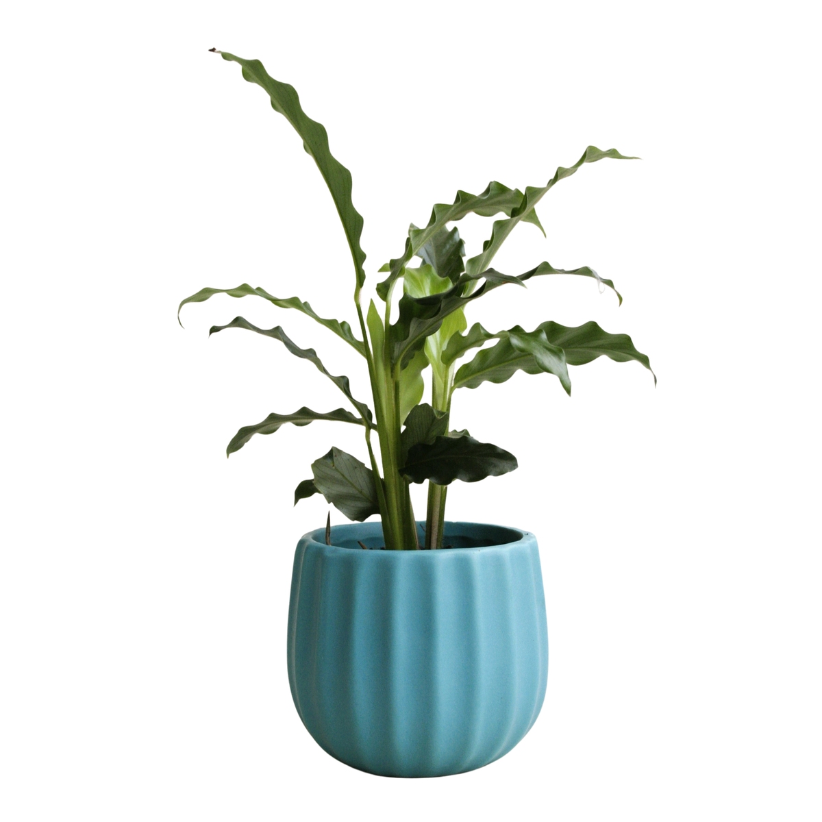 iamsimpleboy7's tweet photo. [New to plant parenting  Water your pothos when the top 2 inches of soil feel dry—they’re tough, low-fuss, and perfect for beginners! Tag a friend who needs this tip!]， https://t.co/X0icM7Uij3
