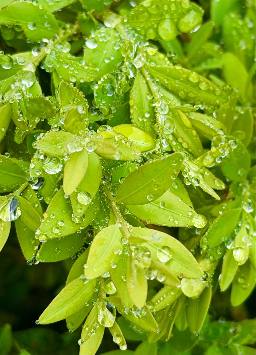 shagufta87_'s tweet photo. Flowing green https://t.co/zMHsjRHpns