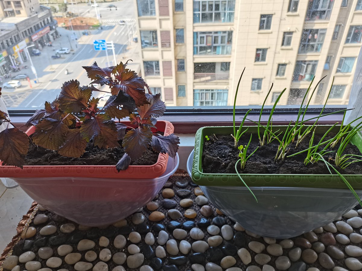 Mario89800's tweet photo. Turn an old mason jar into a cute herb planter for your windowsill  Super quick and zero waste! https://t.co/zImOdEepv4