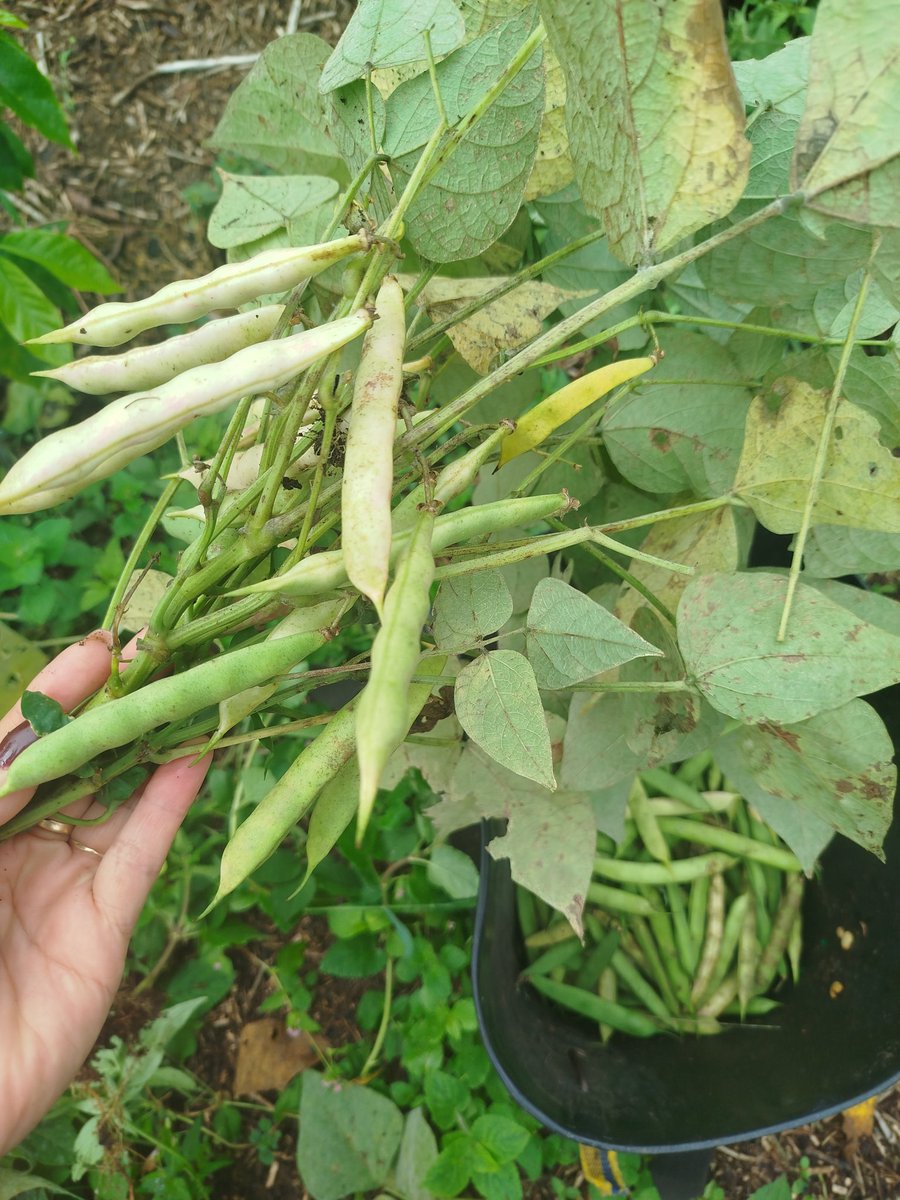 fabh98851128's tweet photo. ¡Cosechando ando! 🌾
Con el fruto de la tierra, pinta sabroso el almuerzo de hoy. 🥘
#alimento
#futuro
#campo
#producción
#Salud
#vida
#Trabajo
#Amor
Gracias Dios! https://t.co/N90eRAH2k0