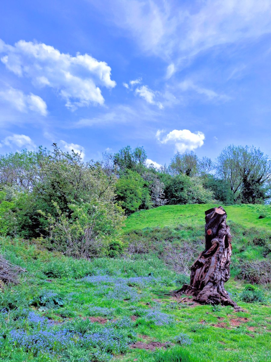 0lymanO's tweet photo. Alas this lovely tree succumbed to high winds and health and safety. https://t.co/kBurXeSapG