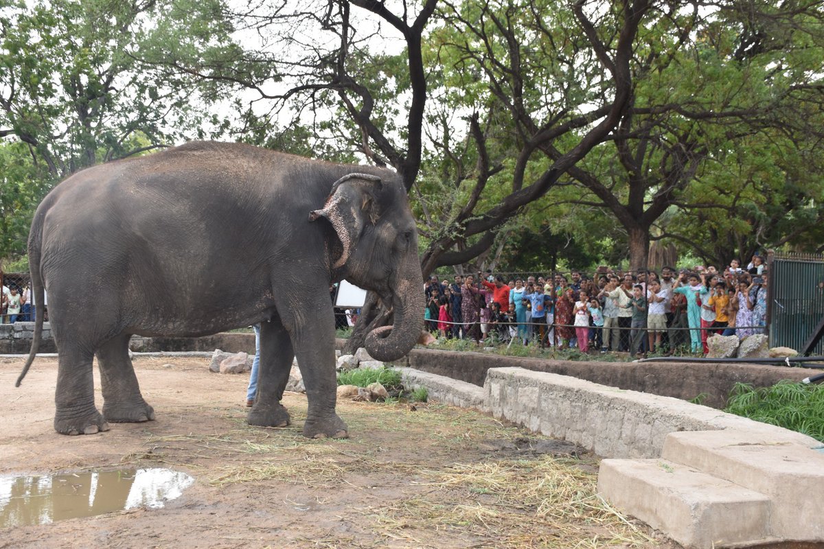 jsuryareddy's tweet photo. The Nehru Zoological Park [#ZooPark] #Hyderabad received about 24,210 visitors, on Sunday.

This year more number of visitors shown interest in visiting the #Zoo , on holidays.

Hyderabad zoo spread in an area of 380 acres and housing 195 species of Wild animals representing from different countries.

Zoo management has opened additional booking counters, deputed all the officers on duty.