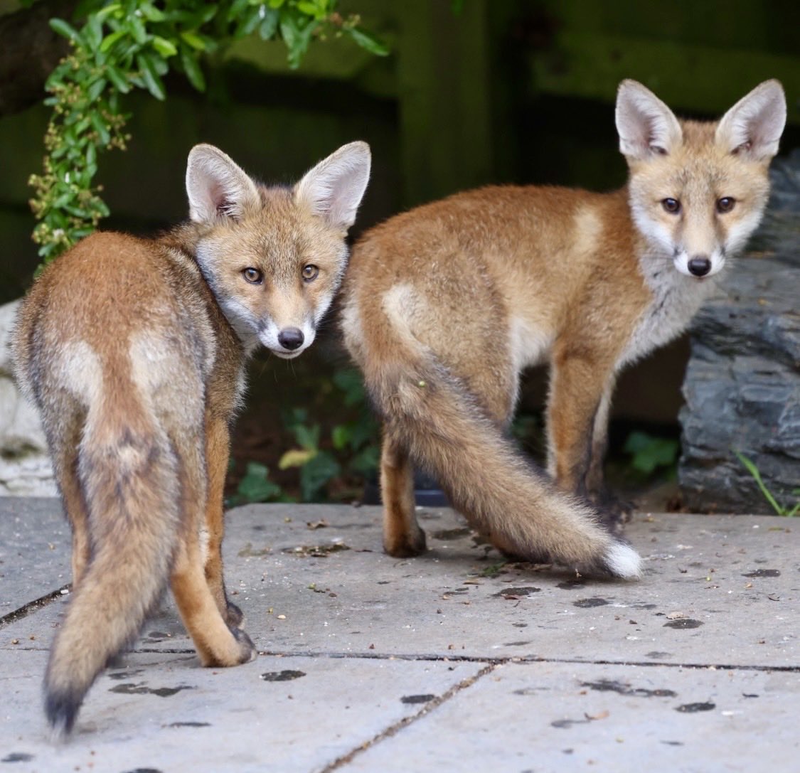 GP_Wildlife's tweet photo. Double trouble, two fox cubs #foxes #foxcub #foxcubs #foxoftheday https://t.co/bdRdDoGUFp