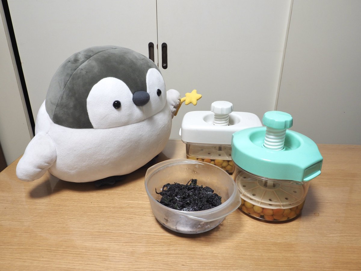 YuKK_A_Go_Go's tweet photo. あたしの家でもちょうど先週梅干し作り始めたところ😊
🐧アデリーさんは梅酢が出たところで、天日干しする前に赤紫蘇入れるんだって思いました。
あたしは例年⛅️天日干しした後に赤紫蘇入れてましたが、今回はアデリーさんのやり方にしてみました♪
食べるの楽しみ😃 https://t.co/g0NZFnfeTS