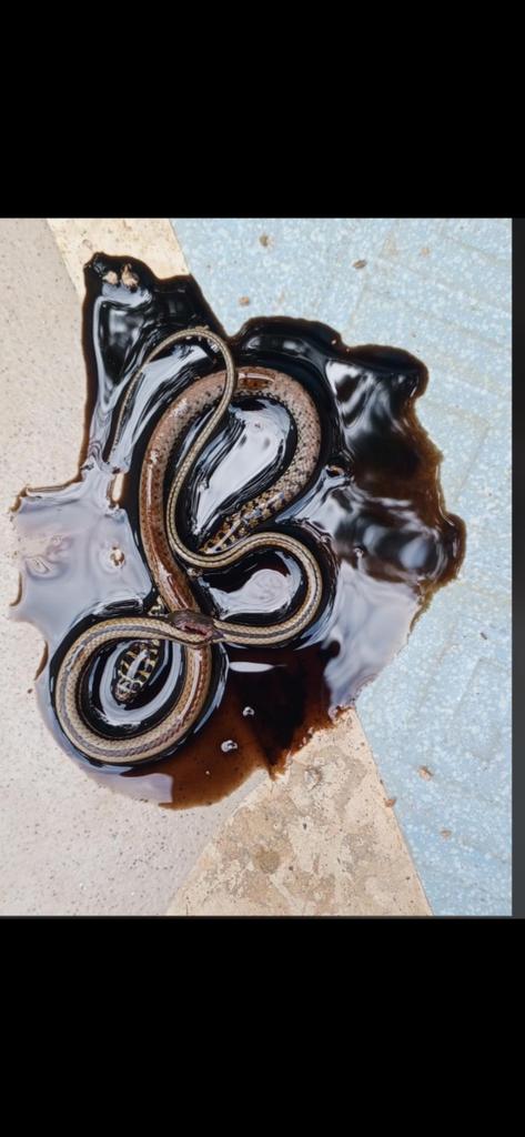 DominicOlah's tweet photo. My sister just told me this is the 3rd snake she is killing where she resides. This is the third one. Please help me identify one just incase. @arojinle1 https://t.co/5Z4v5Muulh
