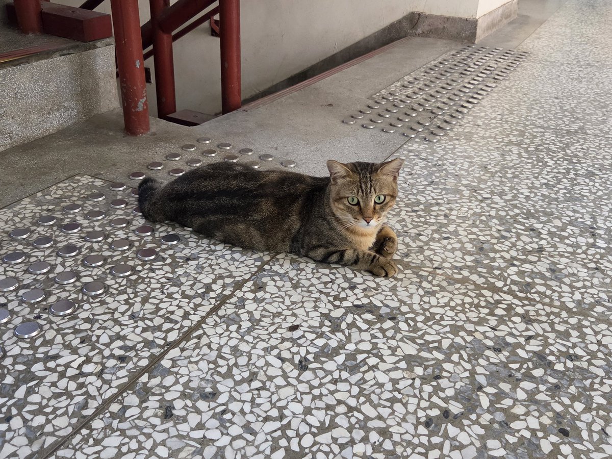 meowingdesu's tweet photo. https://t.co/yjE4iXvsTe