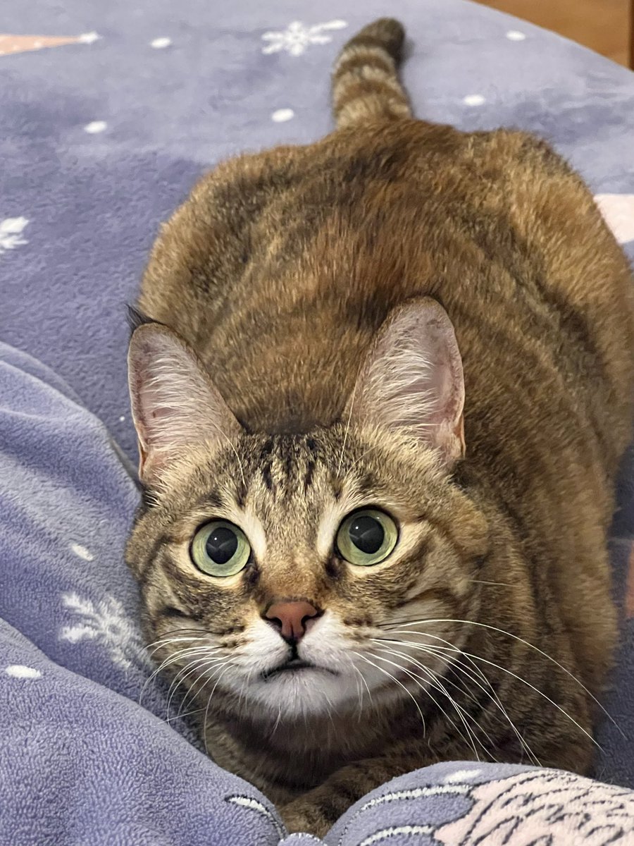 Anmimiky's tweet photo. 🐱ミミです。 https://t.co/GCTFwBroEA
