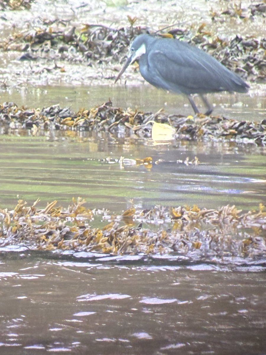 13xgran's tweet photo. Phone scope of Western Reef Heron this morning - didn’t quite make it in time yesterday evening but great views in Caernafon harbour. https://t.co/D7FEgXHUUQ
