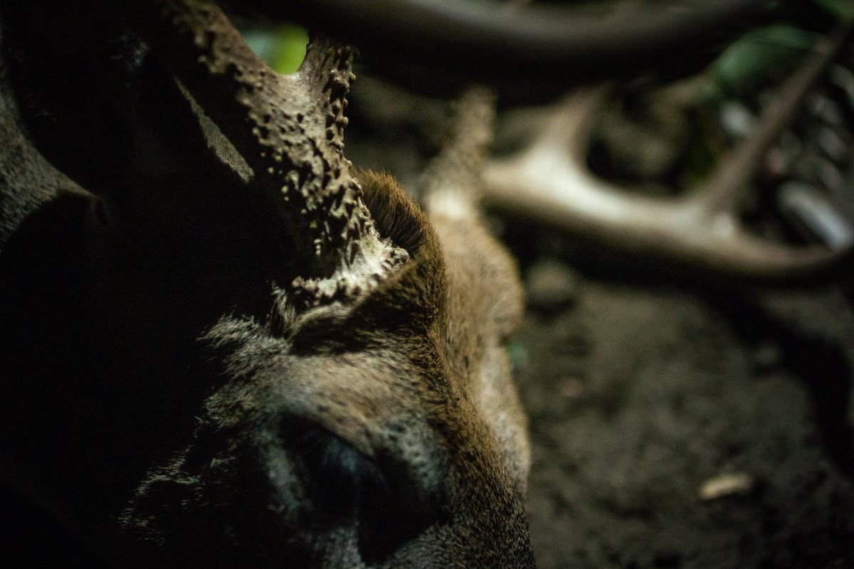 MorrellTargets's tweet photo. Too soon? 😏 

#huntingstartshere #morrelltargets https://t.co/F09T3OqJTn