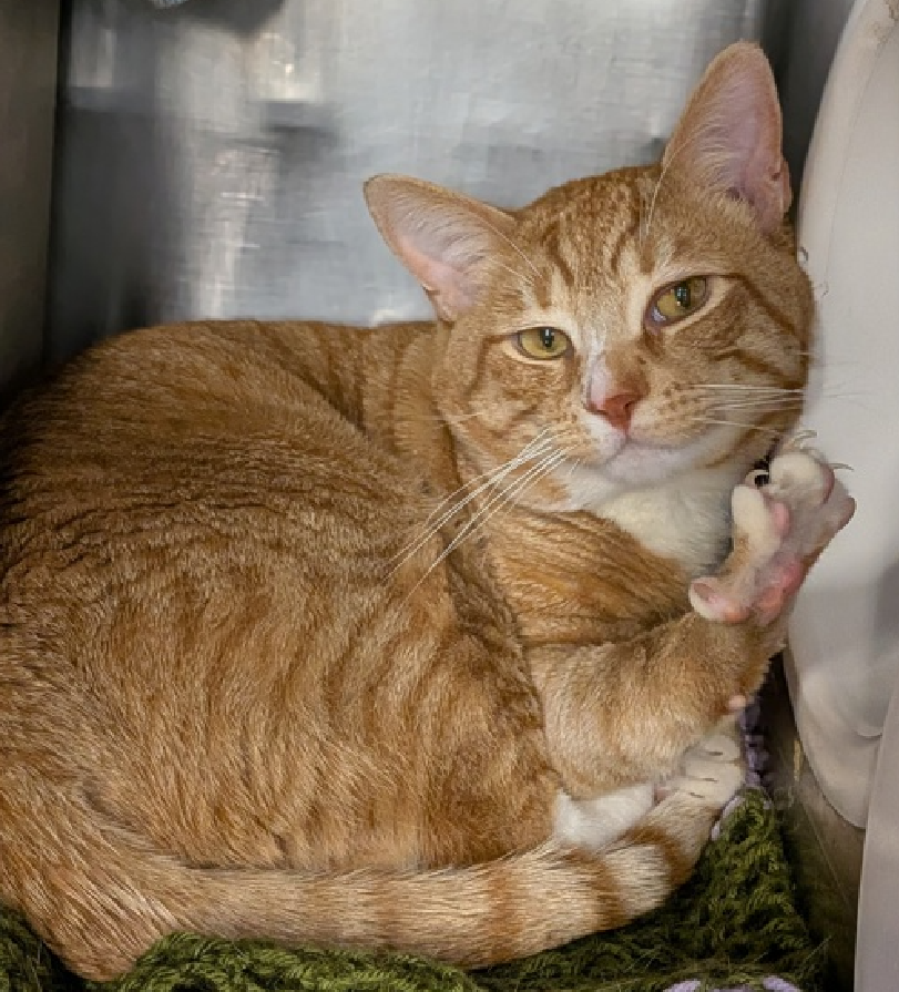 JLthekid9999's tweet photo. 🆘🆘 GARFIELD THEODORE (ID 251241), 3 YO, MALE –  IN MANHATTAN ACC - came into the shelter as an agency on 4/19/2026.    🆘🆘 😿 😿 😿 😿

➡️TBD 6/9/26

➡️ NEW HOPE PARTNER RESCUE ONLY

➡️ TOO LOW ON PLEDGES TO STIMULATE RESCUE INTEREST

➡️🆘🆘 10TH Chance on Emergency Placement List – 10 TIMES IS ALMOST UNPRECEDENTED – AND SHELTER AT CAPACITY - ALL HANDS ON DECK - NOW IS THE TIME TO ACT/HELP GARFIELD THEODORE - HIGHEST EU/SILENT KILL RISK- VERY LIKELY LAST CALL🆘🆘 😱🔥🔥😱

➡️ 50 DAYS IN SHELTER – TOO LONG – TIME IS RUNNING OUT

➡️ GARFIELD THEODORE IS ON THE EPL FOR BEHAVIOREAL REASONS - He is not thriving in the care center and continues to display challenging behavior during interactions. He is extremely intelligent and high energy, and needs to expend energy constructively with interactive play sessions 3-4X/day. In addition to playtime, this cat would also benefit from mental exercise from activities such as puzzle toys/games, lick mats, or clicker training. Without providing activity for his mind and body, the cat may react with rough play, potentially resulting in bite/scratch incidents. This designation often means that the cat will be given very little time for rescue/foster/adoption.🔥🔥🔥🔥

A volunteer writes: Garfield Theodore sees the bigger picture, so if you see him sitting pressed up against the door with his fur going in every direction, please just know it's part of a plan. He's an extraordinarily smart guy who feels compelled to manage several projects concurrently, so Garfield Theodore has taken on shelter life with that type of understanding exuberance. He knows he has to work a little harder to stand out so he's always trying out some new moves that he hopes might impress you. Garfield Theodore's latest is a bouncy leap onto my shoulders. Making himself big and tall, he gave me a hug and then nuzzled so emphatically I couldn't help but fall in love. He did this several times with slight variations, one time putting his whole nose into my ear but I think he was just trying to ask which one I think his forever family will most like. A life of the party cat who loves to be in the mix, Garfield Theodore's looking to find an experienced cat family who will provide cat projects for him to preside over and a forever family to love. ❤️ 😻❤️ 😻❤️ 😻

NEEDS OUT OF SHELTER ASAP –

Please RT or pledge, if you can, to save this little one.

@AdamsPaulGrimke

💔😿🙏Thank you