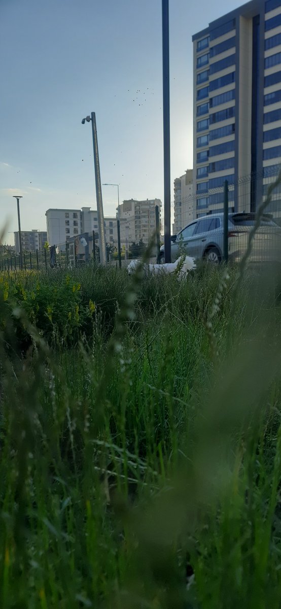 endomeloapa's tweet photo. @mavimasa @ankarabbld @mansuryavas06 Otların uzunluğundan köpeklerimiz kayboldu parkın içinde. Yardım pls https://t.co/2W1xNmnWQg