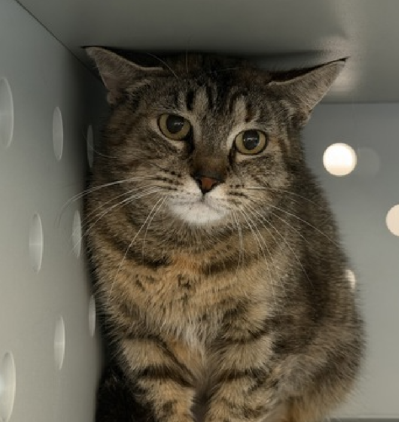 JLthekid9999's tweet photo. 🆘🆘 SWANSON (ID 252442), 1 YO, FEMALE –  IN QUEENS ACC - came into the shelter as an  agency on 4/18/2026.    🆘🆘 😿 😿 😿 😿

➡️TBD 6/9/26

➡️ TOO LOW ON PLEDGES TO STIMULATE RESCUE INTEREST

➡️🆘🆘 4TH  Chance on Emergency Placement List – BEYOND URGENT -  NO ROOM IN SHELTER – WILL NOT BE GIVEN MUCH MORE TIME – VERY HIGH EU/SILENT KILL RISK – 🆘🆘 😱🔥🔥😱

➡️ 51 DAYS IN SHELTER – TOO LONG – TIME IS RUNNING OUT

➡️ SWANSON IS ON THE EPL FOR BEHAVIORAL REASONS - She is not thriving in the care center and continues to display distance-increasing behavior when approached for interactions. She has not warmed up despite staff using treats to build a positive association - This designation often means that the cat will be given very little time for rescue/foster/adoption.🔥🔥🔥🔥

Swanson is a quiet, watchful tabby girl with thoughtful eyes and a gentle spirit. 🩶🐾 Right now, the shelter feels far too overwhelming for her, so she prefers to observe the world from a safe distance rather than join in on playtime or social activities. There's something deeply meaningful and moving in her quiet presence - a soft kind of beauty that reveals itself slowly to those willing to listen. Swanson is looking for a calm, low-traffic home with patient caretakers who will let her settle in at her own pace. She may never be the loudest or boldest cat in the room, but for the right person, her cautious trust and quiet companionship will feel incredibly special. If you have a peaceful home and a heart for shy souls, Swanson may be ready to write her next chapter with you. ✨  ❤️ 😻❤️ 😻❤️ 😻

NEEDS OUT OF SHELTER ASAP –

Please RT or pledge, if you can, to save this little one.

@AdamsPaulGrimke

@mehser12

💔😿🙏Thank you