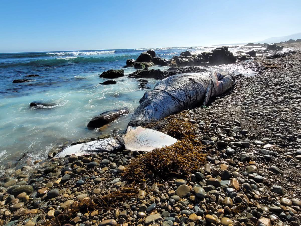 jlbritonativo's tweet photo. Ballena jorobada vara muerta y enredada en una red de pesca . Ojalá no sea una de las dos que estuvieron dos semanas en las costas del litoral central @sernapesca @MMAChile @chilevision @meganoticiascl @TVN @T13 @24HorasTVN https://t.co/rkOA4Ieaie