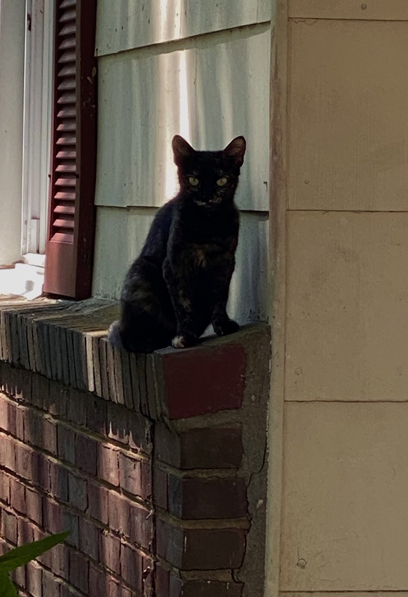 delawarecryptid's tweet photo. There's a new cat in town https://t.co/G0Aso91nh6