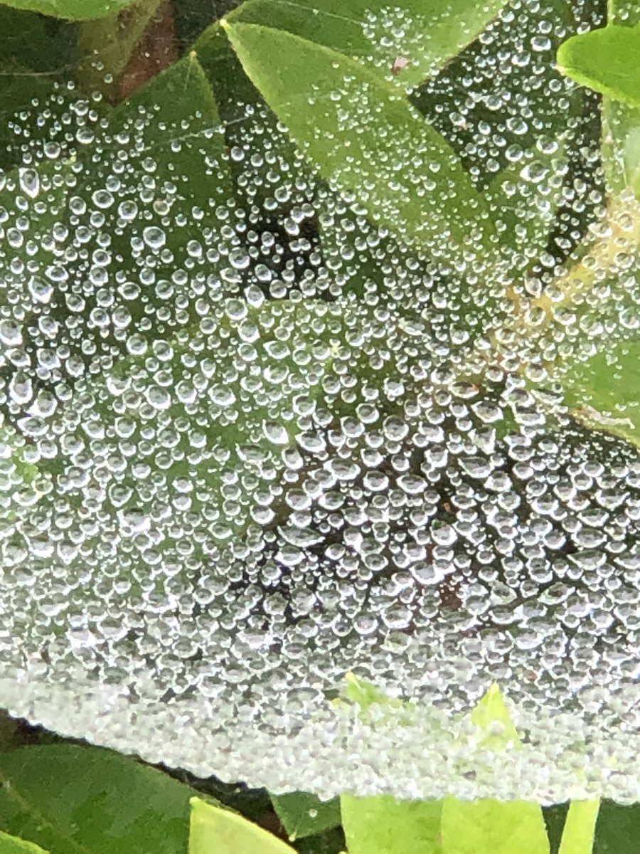 雨だから美しい雫🕷️ #雨模様 #レインフォト #雨寫眞