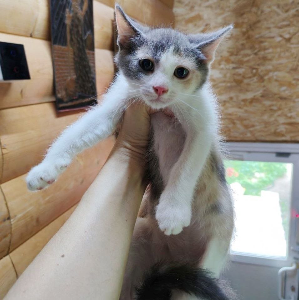 dobroxvost's tweet photo. Котята ищут дом, Москва М/О
Возраст три месяца, здоровы, привиты, ходят строго в лоток.
Ласковые и воспитанные детки

⚪Белоснежный мальчик Пудинг добрый и любознательный, некоторые волоски длиннее и забавно торчат ёжиком

⚪⚫🟠Трёхцветка Хлоя родилась самая маленькая, а сейчас https://t.co/QXKVNigKLd